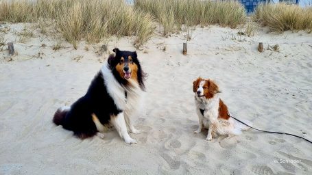 Zwei Hunde sitzen am Strand, umgeben von Sand und Gras.