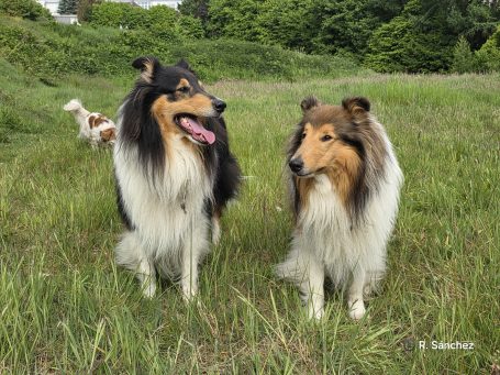Zwei Collies stehen in einem grünen Feld, im Hintergrund ein kleinerer Hund.