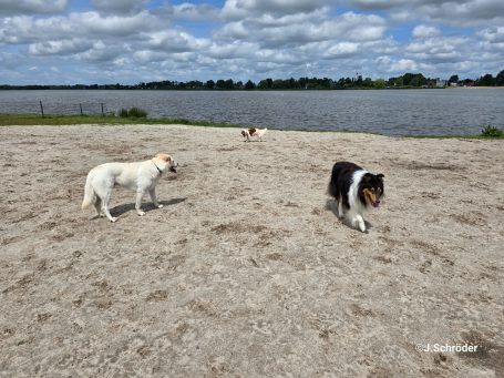 Drei Hunde spielen am Ufer eines Gewässers unter bewölkt-blauem Himmel.