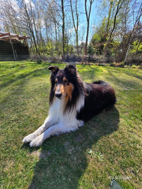 Ein collie mit langer Mähne liegt entspannt auf grünem Gras.