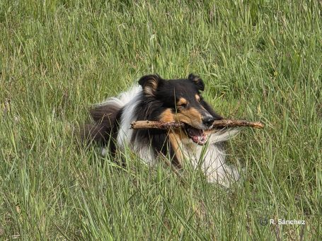 Ein collie liegt im hohen Gras und hält einen Stock im Maul.