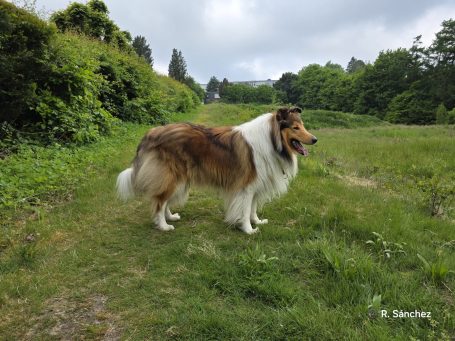 Ein Collie steht auf einer Wiese, umgeben von grünen Bäumen unter bewölktem Himmel.