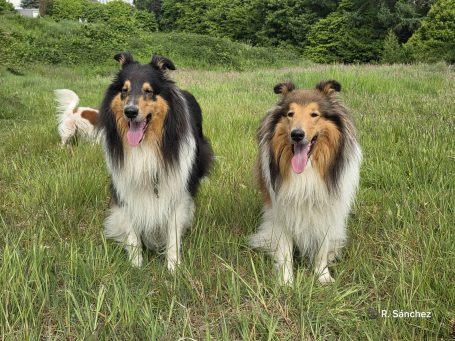 Zwei Collies stehen fröhlich auf einer grünen Wiese, im Hintergrund ein kleinerer Hund.