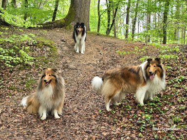 Drei Collies stehen und sitzen auf einem Waldweg umgeben von grünem Laub.