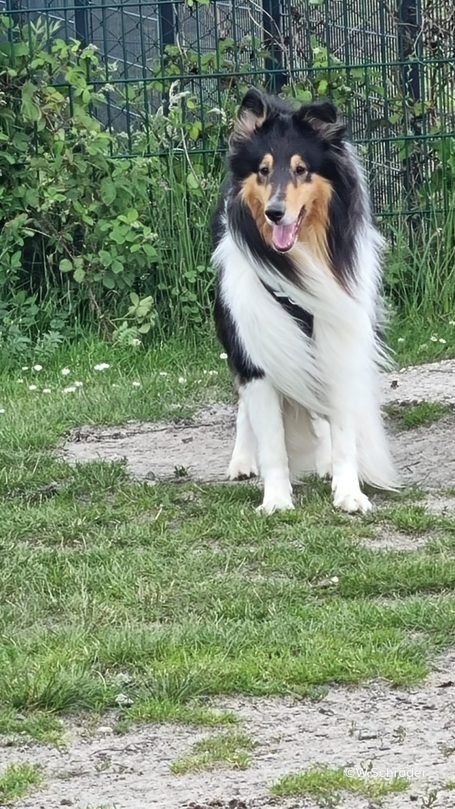 Ein Collie steht auf grünem Gras mit einem neutralen Hintergrund aus Zaun und Büschen.