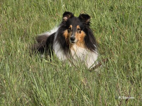 Ein tricolor Collie liegt entspannt im hohen Gras.