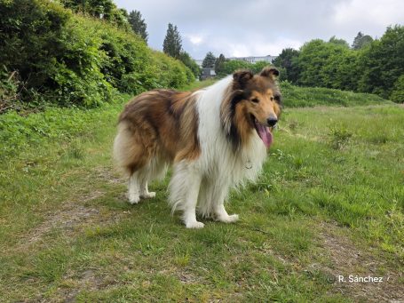 Ein Collie steht auf einer grünen Wiese, umgeben von Bäumen und bewölktem Himmel.