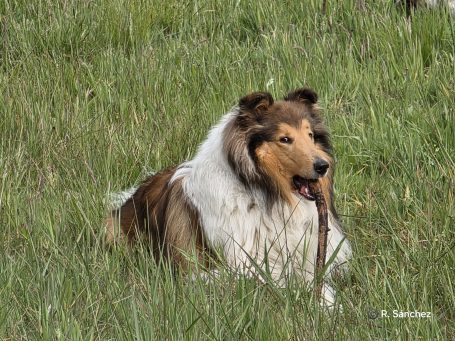 Ein Collie liegt im Gras und hält einen Stock im Maul.