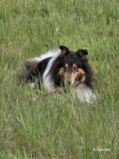 Ein Collie liegt im hohen Gras und schaut aufmerksam in die Umgebung.