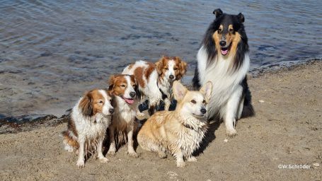 Sechs Hunde am Ufer eines Gewässers, darunter ein Collie und ein Corgi.