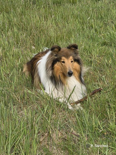 Ein Collie liegt entspannt im hohen Gras.