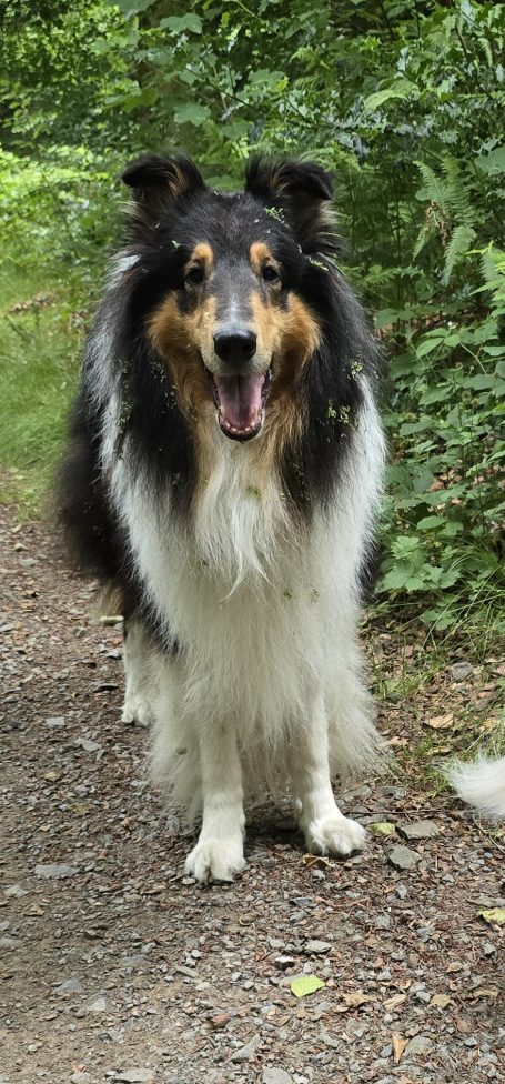 Schwarzer und brauner Collie steht auf einem Weg umgeben von Grün.