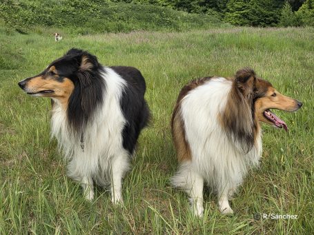 Zwei Collies stehen auf einer Wiese, einer mit schwarz-weißem und der andere mit braun-weißen Fell.