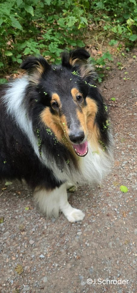 Schnauzerwelpe mit schwarz-weißen Farben, lächelt auf einem Waldweg.