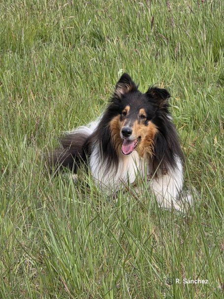 Ein Collie liegt entspannt im hohen Gras und schaut freundlich in die Kamera.