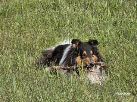 Ein Collie liegt im Gras und hält einen Stock im Maul.