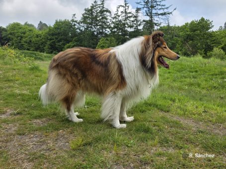 Ein großer, gepflegter Collie steht auf einer grünen Wiese.