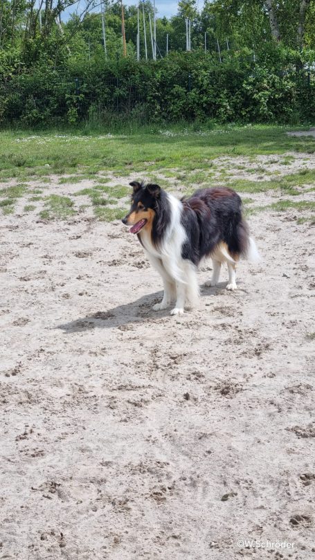 Ein Collie steht auf sandigem Boden und hält einen Ball im Maul.