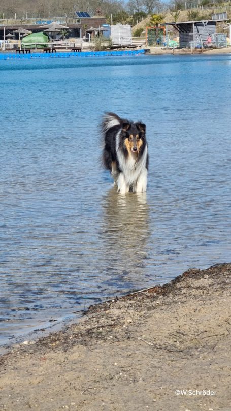 Ein Collie steht im flachen Wasser und blickt nach vorne. Im Hintergrund sind Boote zu sehen.