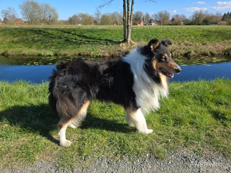 Ein Collie steht auf einer Wiese neben einem ruhigen Gewässer.